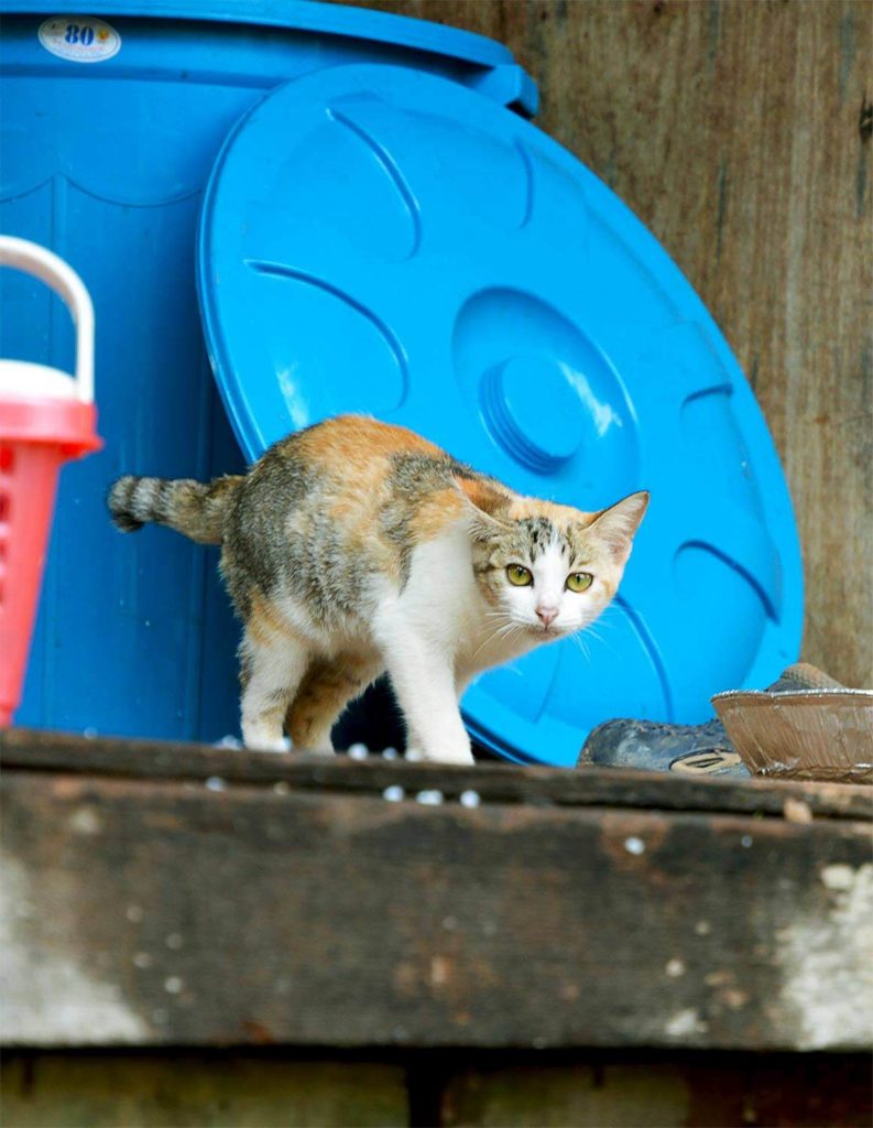 cat pagoda cats siem reap 1