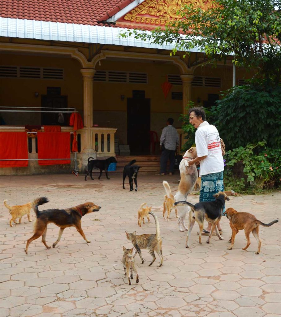 cats dogs pagoda siem reap josette vanneur