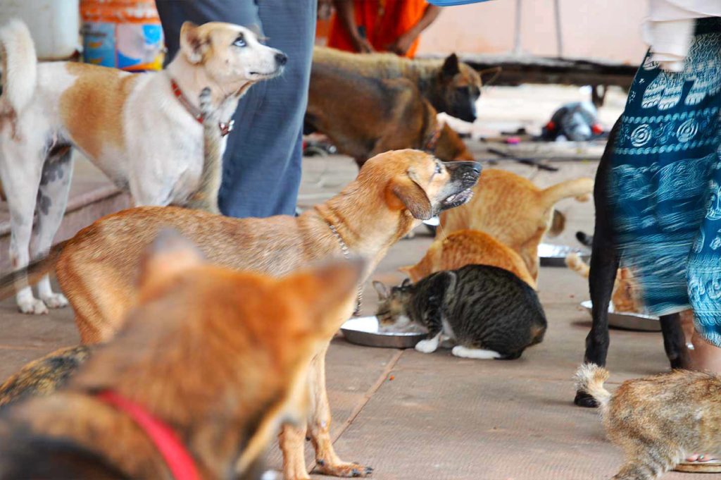 dogs cats pagoda cats siem reap