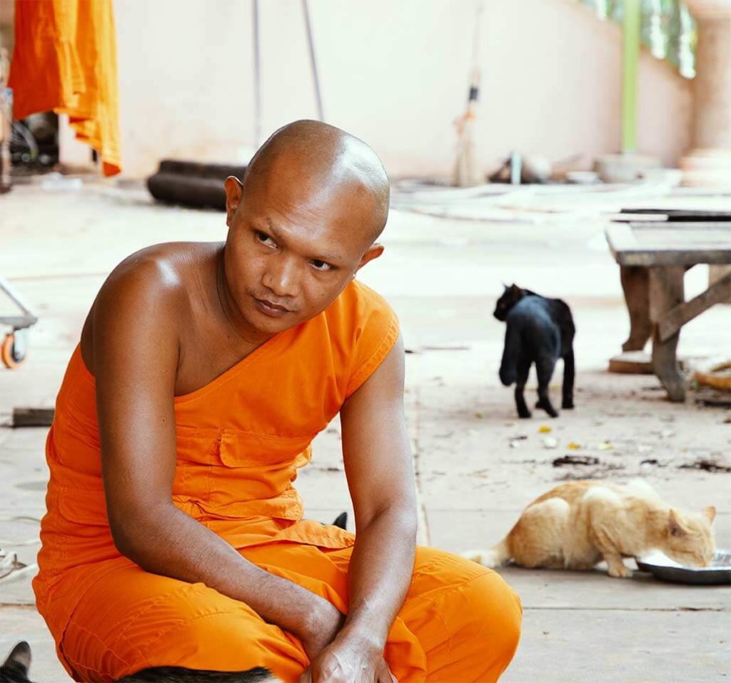 monk pagoda cats