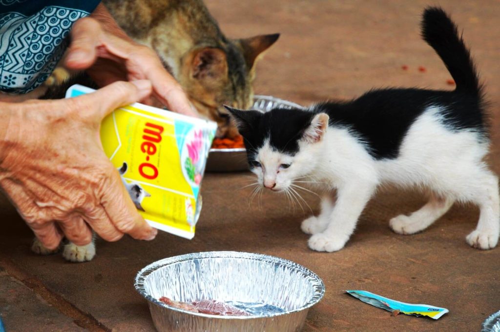 pagoda cats siem reap 1