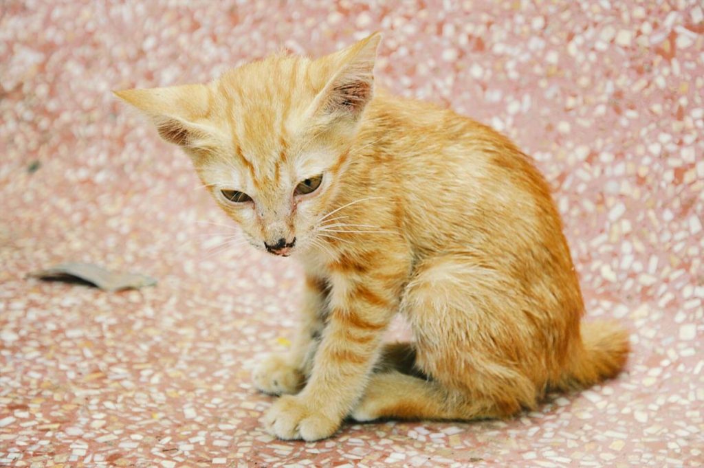 petite madame inga pagoda cats siem reap